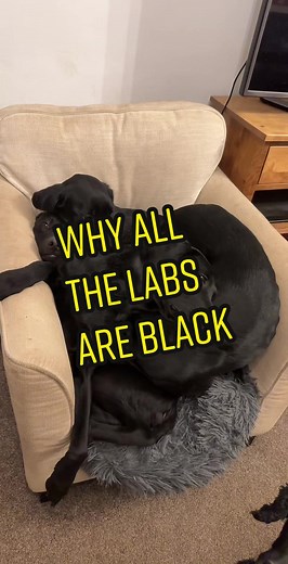 Understanding Lab Color Genes in Dogs