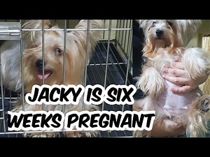 SIX (6) WEEKS PREGNANT DOG (yorki)