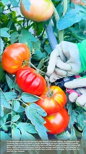 Harvesting tomatoes