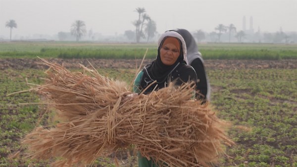 Egypt's female farm workers face dire working conditions