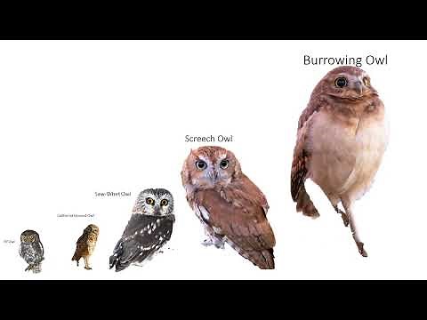 Size Comparison of Owls