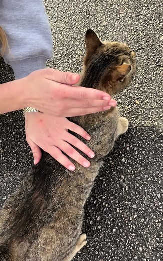 Sve o mačkama: Veterinarski saveti i zanimljivosti