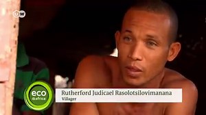 2.8K views · 24 reactions | The lemurs of Madagascar are vital to the pollination of baobab trees, but they're endangered because slashing and burning practices are destroying their habitat. | DW Environment | Facebook