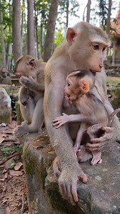 5.9K views · 214 reactions | Family monkey Katrina, Kenzo, Kendra | Monkey Care | Facebook