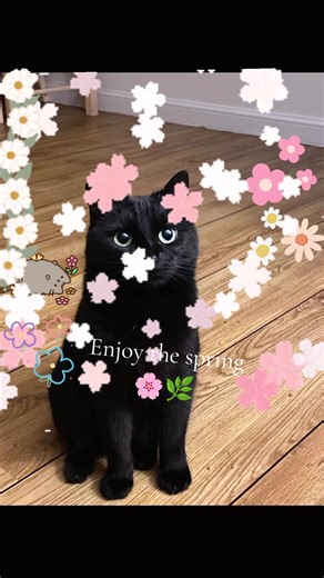 🌸my birthday is in spring!🌸I hope I get birthday comments on spring!🌸