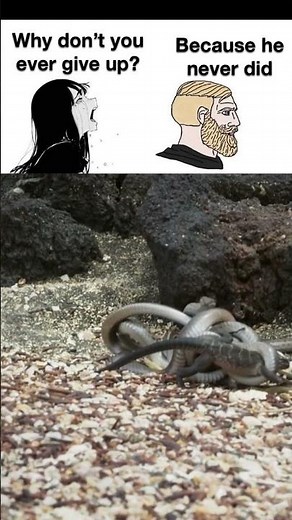 Lizard running for his life | meme #shorts