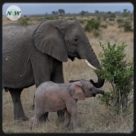 A baby pink elephant's inspiring journey to overcome adversity | I Love Elephants