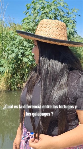 cual es la diferencia entre los galapagos y las tortugas?