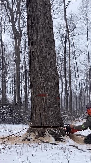 #husqvarna #usareels #arborist #treework #satisfying #viralreels #trees #treesurgeon #ChainSaw #usa | Alex Tree Removal