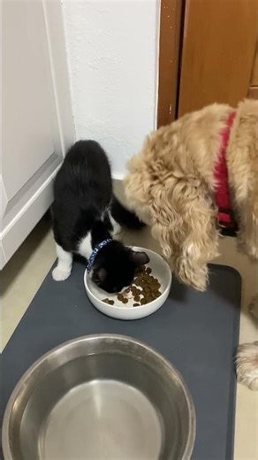 Bonded cat and dog share everything #cat #dog