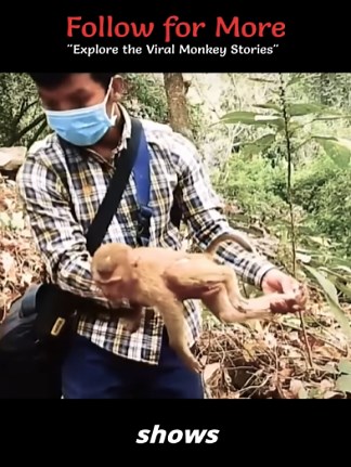 Oh..Bruno Monkey, And VO Trying to Take Him to Know More #monkey #babymonkey #cutemonkey #animalshelter #animals #wildlife #wildanimals #welovemonkey #monkeytube