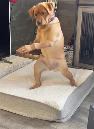 #fy #fyp #viral #labsoftiktok | Lab Puppies