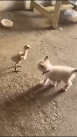 Kitten and Chicks Playing Chase #cats #funnycats #catvideo #cutecats #kitty