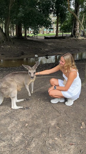 This is your sign to add Australia Zoo to your East Coast bucket list 🤩🐨🦘✅⁠ ⁠ #happytravelsoz #australiazoo #brisbane #travel #backpacking | Happy Travels
