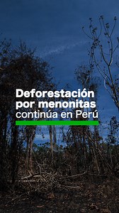 🇵🇪🧐 #INVESTIGACIÓN La expansión de la deforestación a manos de colonias menonitas en el #Perú es imparable. Durante los últimos tres meses analizamos satelitalmente la pérdida de bosque causado por este grupo religioso en tres zonas de Tierra Blanca, en la región de Loreto. Encontramos que desde su llegada en 2017, la deforestación bordea las cinco mil hectáreas, equivalente a casi cinco veces el área del Centro Histórico de Lima. Lo grave es que autoridades del Gobierno Regional de Loreto, t