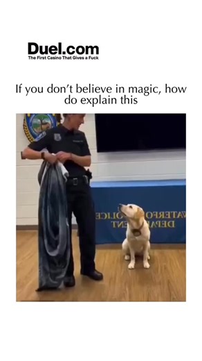 Relatable Grooves on Instagram: "The video depicts a clever illusion where a police officer uses a blanket with a large image of a black dog’s face to make it appear as though a yellow Labrador Retriever transforms into a black dog, likely a Black Labrador, as the blanket is unfolded and then removed. This type of optical illusion, often referred to as a “magic trick,” leverages the viewer’s expectation and the sudden change in visual information to create a surprising effect, similar to other w