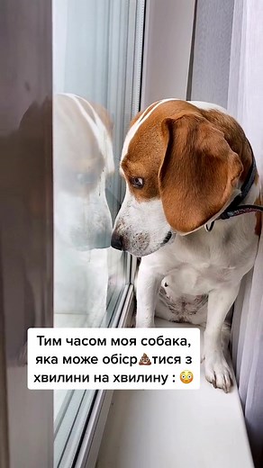 Sad Beagle Captures Heartfelt Moment of Loneliness