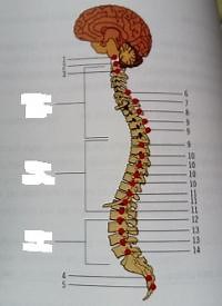 Sistema nervioso autónomo