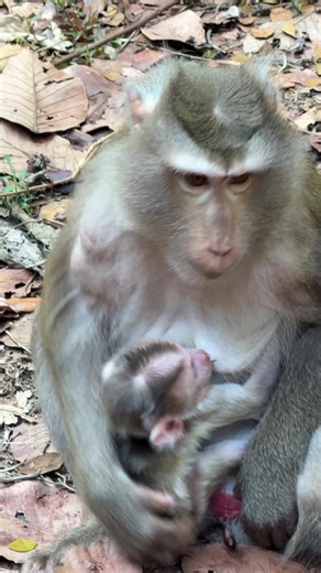 Beautiful Mom and Baby Bonding with Animals