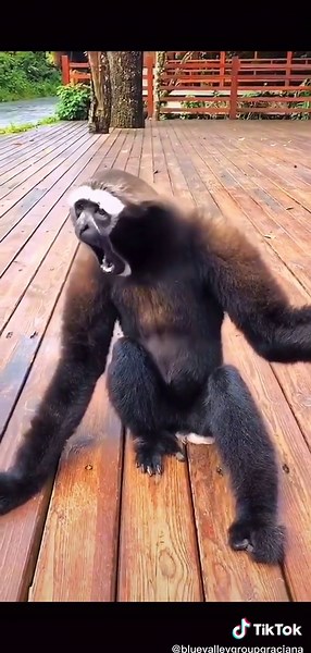 Funny Monkey Singing Compilation