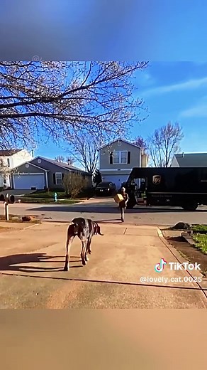 Dog runs to help delivery man #tiktok #fyppppppppppppppppppppppp #Funny #funnypet #funnytiktok #foryou #funnyvideos #fypツ #dogmom #doglover #dog #dogsoftiktok #horse