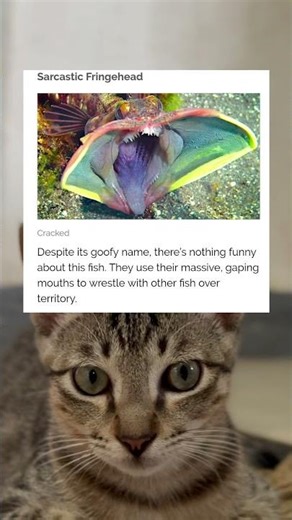 See the sound❗️❗️