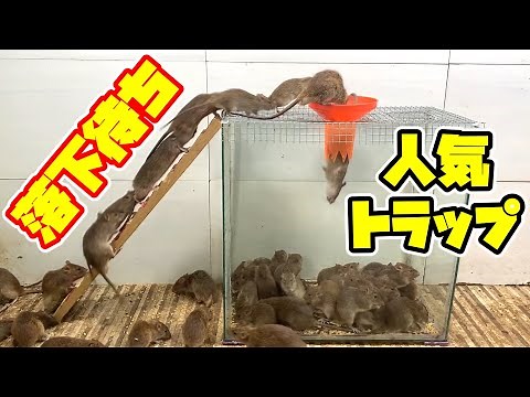 🎢落下待ちができるほど人気なネズミトラップ🐀🐀🐀