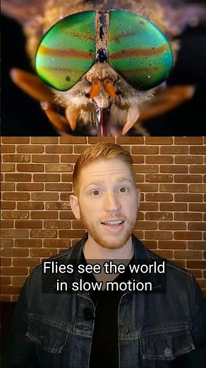 Flies See in Slow Motion! 🪰