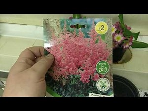 Growing bare root ASTILBE PART I