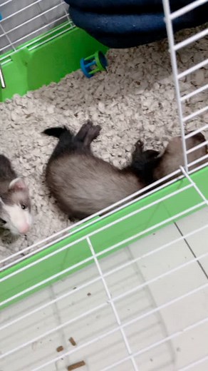 Playful Ferrets Exploring Their Cage Habitat