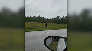 33K views · 334 reactions | VIDEO: This is what it looks like when a gator climbs a fence. It happened in Jacksonville this weekend at the Naval air station. Here is why officials are not removing the gator: https://bit.ly/2Zd6vpJ | Spectrum Bay News 9 | Facebook