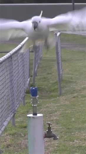 Cockatoos have taught themselves to use drinking fountains.⁠ ⁠ Researchers set up camera traps and recorded the sulphur-crested cockatoos taking turns at a drinking fountain in western Sydney.⁠ ⁠ The birds learned the technique by watching people and then trying it themselves, experts said | The Times and The Sunday Times