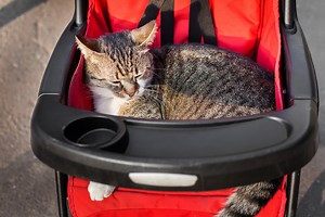Take Your Kitten Out For a Stroll With a Cat Stroller