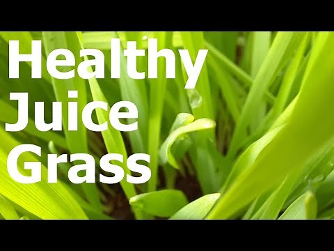 How to Grow Barley Green Grass at Home - Easy