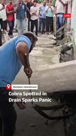Panic broke out in Rishikesh after a 15-foot cobra was spotted in a drain. A forest department team captured the snake safely and later released it back into the forest. #Rishikesh #snake #abplive | ABP Live