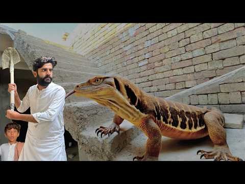 Big Lizard in My New Home 🦎 | Awais is Back