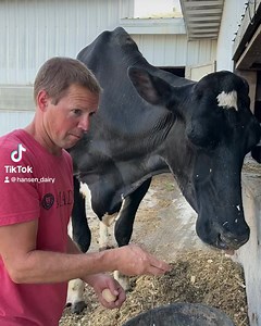 1.3M views · 1.3K reactions | #farmerblake had a little fun this morning with the #tiktok #eggcrackchallenge. Cow Applebees was not amused.  #iowa #dairy #dairyfarm #cow | Hansen's Farm Fresh Dairy | Facebook