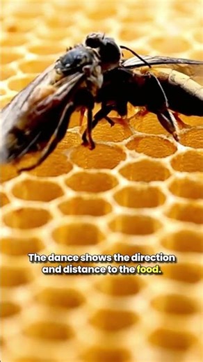 Honeybees do a “waggle dance” to share food locations!
