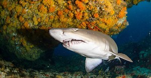 Sand Tiger Shark Teeth: Everything You Need To Know