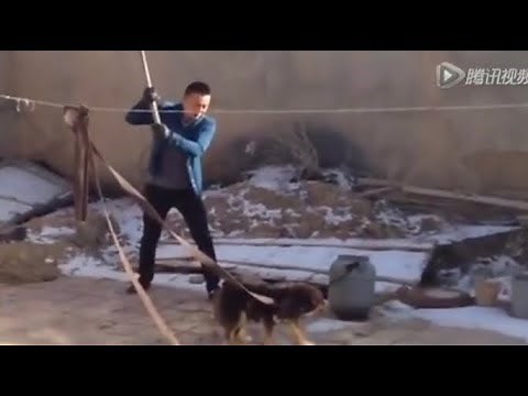 Shovel dog.