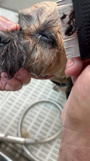 Cleaning Eye Boogers on a Lhasa Apso | Satisfying Dog Grooming ✨🐶 #Shorts