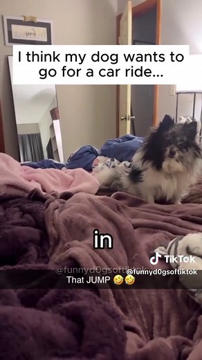 Hilarious Dog Videos Compilation | Funny Pet Moments #funnydogs #funnypets #funnyanimals