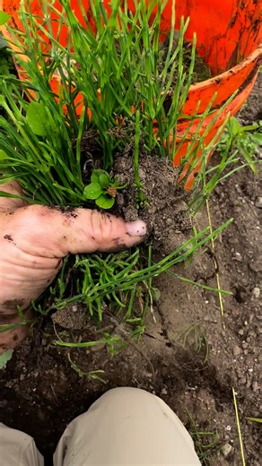 Make your own fertilizer #fairbanks #fairbanksalaska #kenai #kodiak #seward #alaskaseeds #homeralaska #anchorage #wasilla #alaskagrown #alaskalove #livingsoil #notill #ecofarm #ecofarming #regenerativeagriculture #notillgardening #notillfarming #regenerativefarming #companionplanting #companionplants #heirloomseeds #organicseeds #polyculture #alaskaliving #permaculturefarm #seedsandsoilfarm #permaculturefarming #anchoragealaska #palmeralaska | Seeds and Soil Farm, Alaska's Seed Company