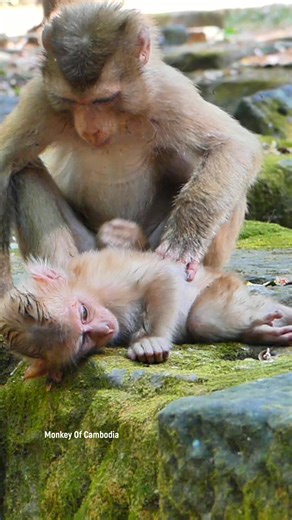 Really Heartbreaking Moment – Injured Baby Monkey with Both Legs Broken, Unable to Walk, Facing a Harsh Life in the Forest Without Help or Protection | Monkey Of Cambodia