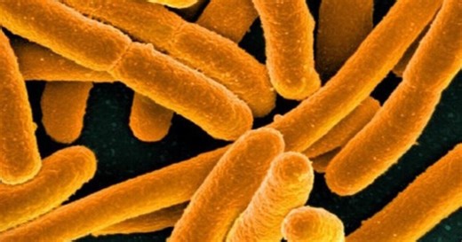 Ask Dr. Nandi: What are the symptoms of E. coli?