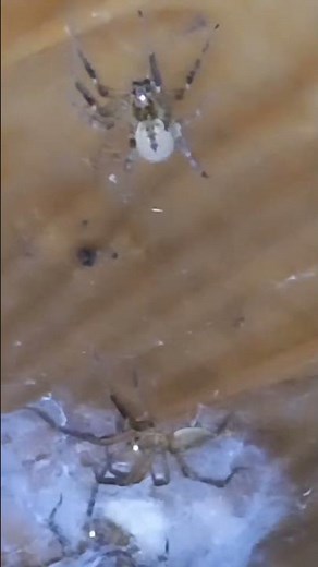 Fascinating discovery: The Nosferatu spider guarding her cocoon up close.