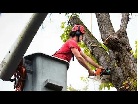 Timber Cuts Tree Service : Tree Removal in Salt Lake County, UT