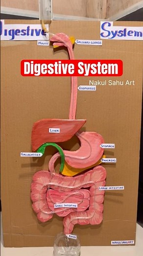 digestive system working model class 7th #shortsfeed #diy Nakul Sahu Art