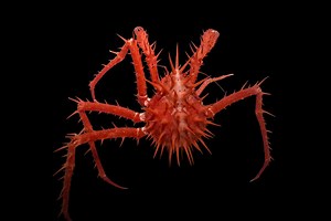 Bizarre new deep-sea creatures discovered off Australian coast