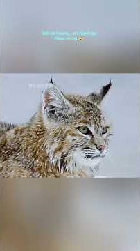 This One Mistake Put the Lynx's Life in Danger | Lynx Survival in Harsh Winter 🐾❄️|#shorts